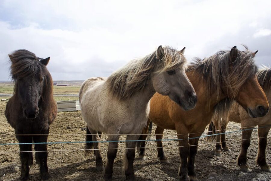 Reykjavik Combo: Horse Riding & Snorkeling in Silfra Fissure - Laxnes Horse Farm: Icelandic horses you can trust with your day