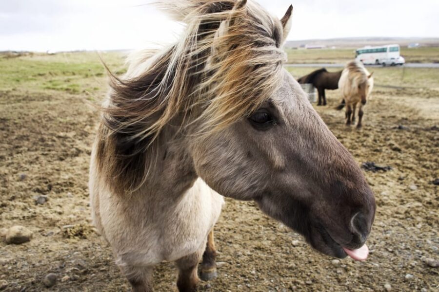 Reykjavik Combo: Horse Riding & Snorkeling in Silfra Fissure - The 8-hour flow: pickup to two big boxes checked