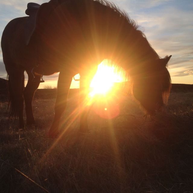 Reykjavik: Evening Sleipnir Horse Riding Tour with Pickup - Hólmsheiði hills and Stallion Valley: a ride you can actually enjoy