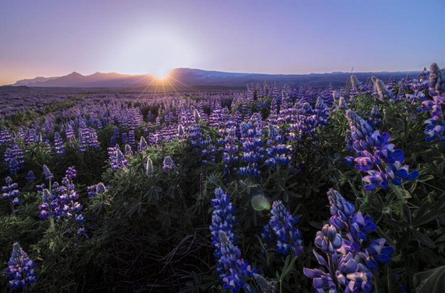 Reykjavik: Golden Circle, Tomato Farm and Kerið Crater Tour - Gullfoss Waterfall: how to enjoy the power without rushing