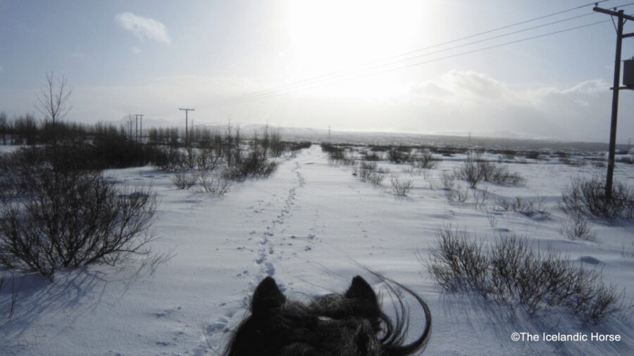 Reykjavík: Horse Riding Tours - Timing, group size, and why it matters more than you think
