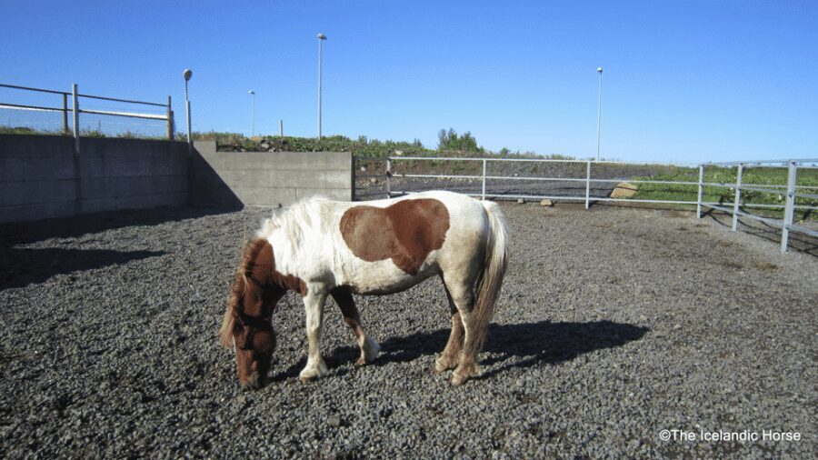 Reykjavík: Horse Riding Tours - How to find the meeting point without guesswork