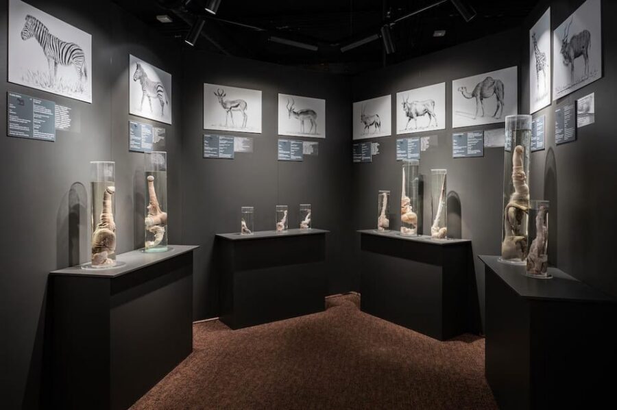 Reykjavik: Icelandic Phallological Museum Entry Ticket - Why This Reykjavik Museum Feels Like a One-Off