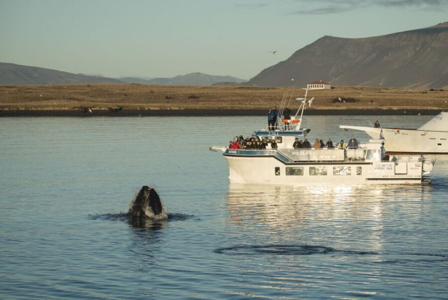 Reykjavík: Midnight Sun Whale Watching Cruise - First, Know What Makes This Cruise Different at Night