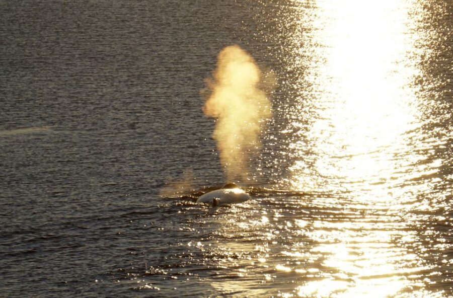 Reykjavík: Midnight Sun Whale Watching Cruise - What the Guide Actually Does (And Why It Matters)