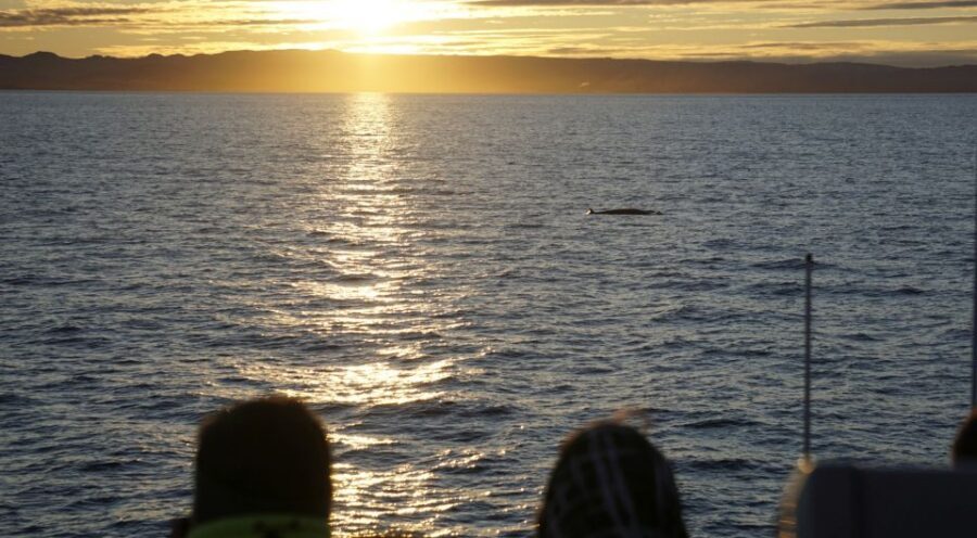 Reykjavík: Midnight Sun Whale Watching Cruise - Onboard Comfort: Restrooms, Snack Bar, and Free Wi‑Fi