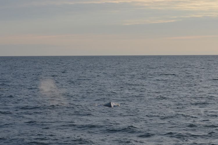 Reykjavik: Midnight Sun Whale Watching Tour - Key things to know before you go