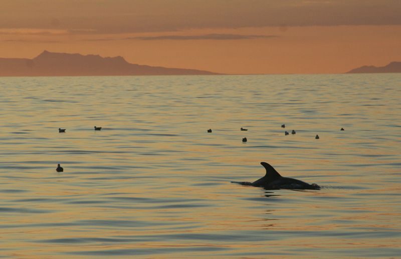 Reykjavik: Midnight Sun Whale Watching Tour - What you’re looking for: whales, dolphins, porpoises, and seabirds