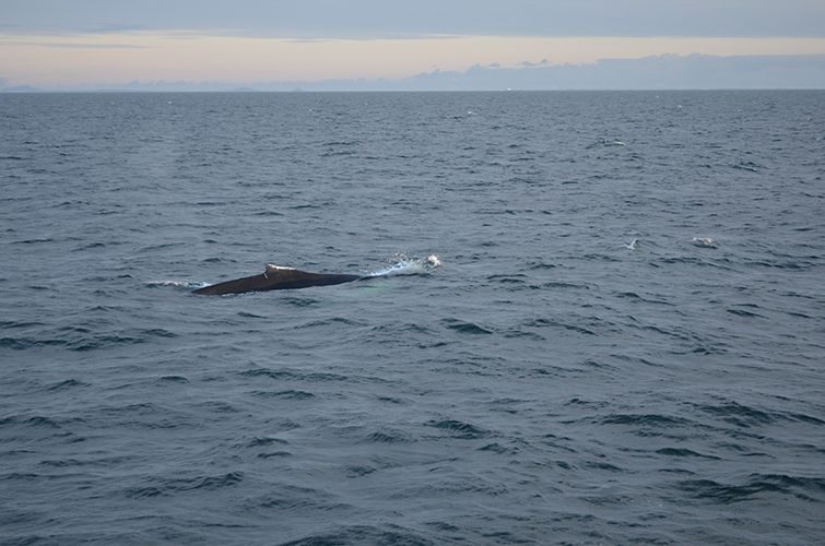 Reykjavik: Midnight Sun Whale Watching Tour - Why the sustainability approach matters (and how it affects your experience)
