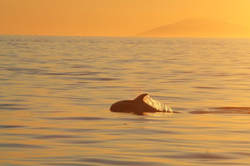 Reykjavik: Midnight Sun Whale Watching Tour - Price and value: what $111 buys you besides the boat