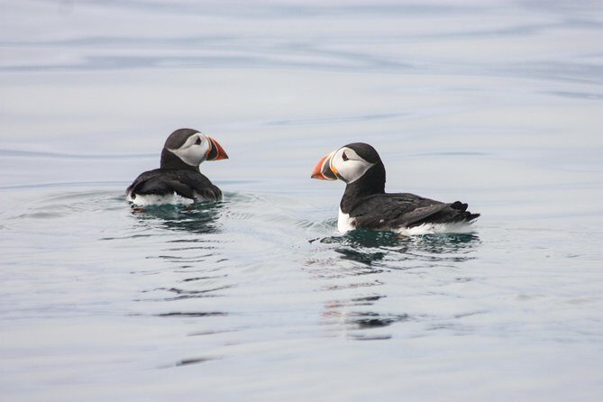 Reykjavik Premium Puffin tour | Close Up and Personal - On the RIB: the ride that puts you in the puffin zone