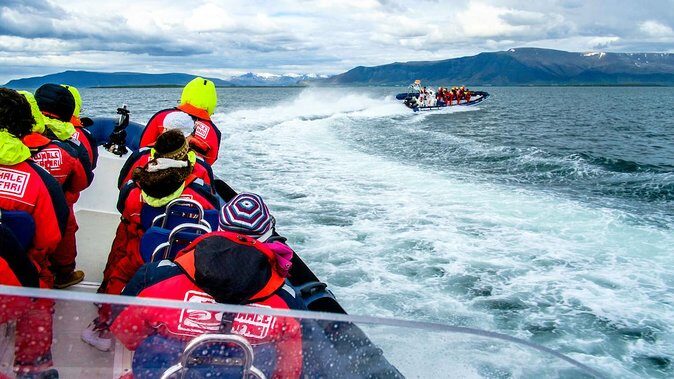 Reykjavik Premium Puffin tour | Close Up and Personal - The guides and the onboard vibe: small group, clear talk