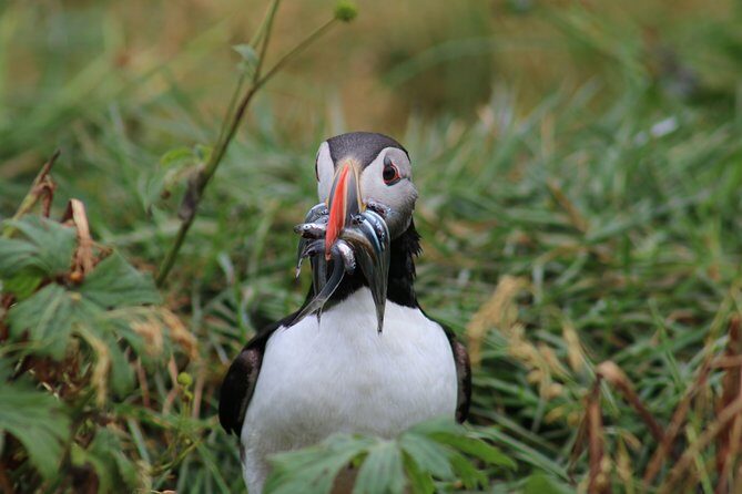 Reykjavik Premium Puffin tour | Close Up and Personal - What’s included (and what you’ll want to plan yourself)