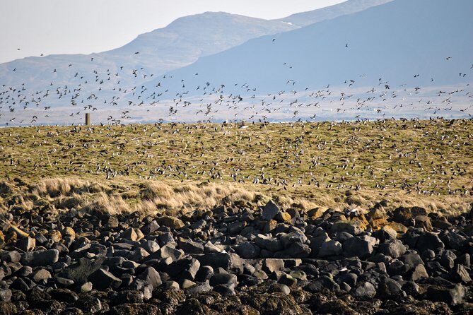 Reykjavik Premium Puffin tour | Close Up and Personal - Meeting at Elding and why that location matters