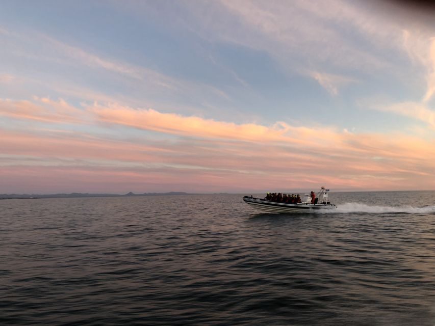 Reykjavik: Premium Whale and Puffin Watching Evening Tour - Key things to know before you go