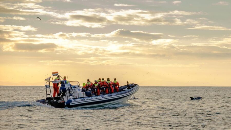 Reykjavik: Premium Whale and Puffin Watching Evening Tour - Who this tour suits best, and who should skip it