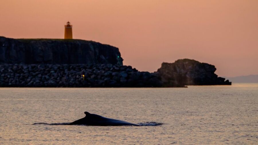 Reykjavik: Premium Whale and Puffin Watching Evening Tour - Offshore whale and dolphin scouting in Faxaflói Bay