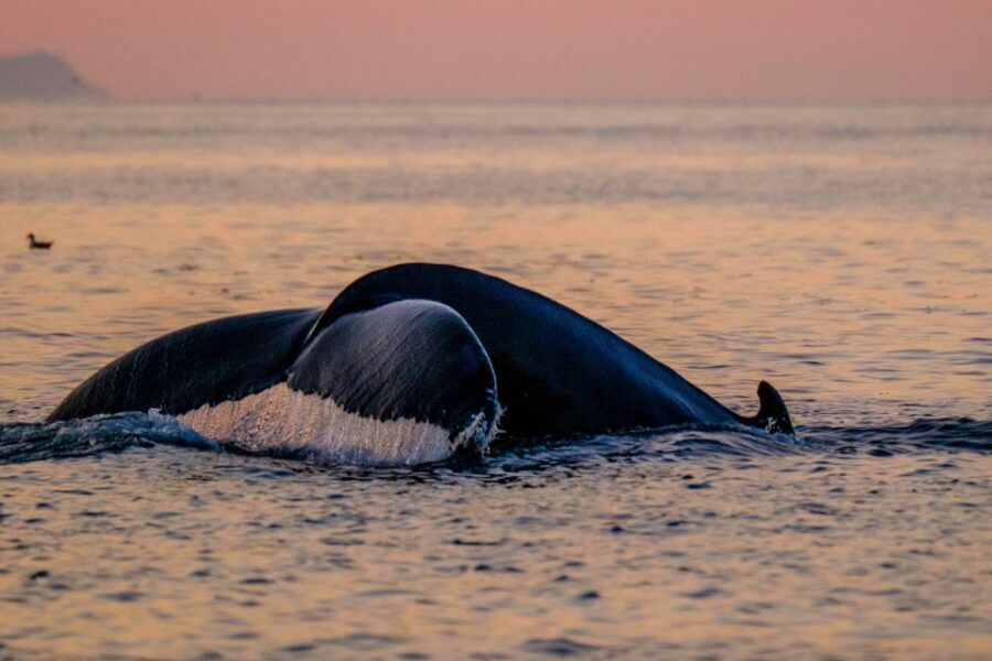 Reykjavik: Premium Whale and Puffin Watching Evening Tour - The guide/captain team: how calm expertise helps you spot more