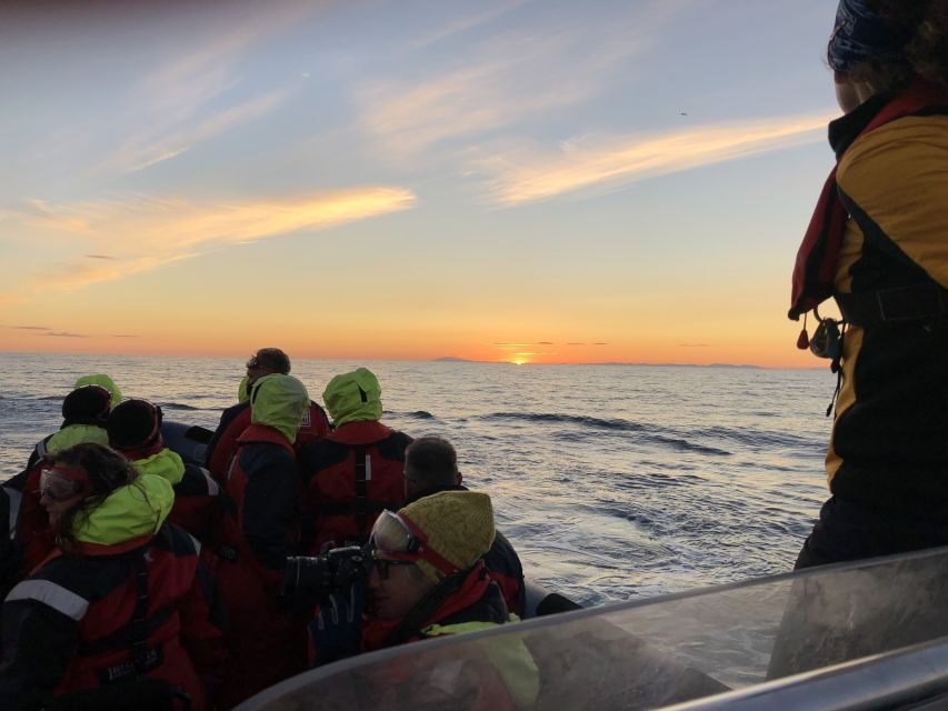 Reykjavik: Premium Whale and Puffin Watching Evening Tour - Price and value: is $200 per person worth it?