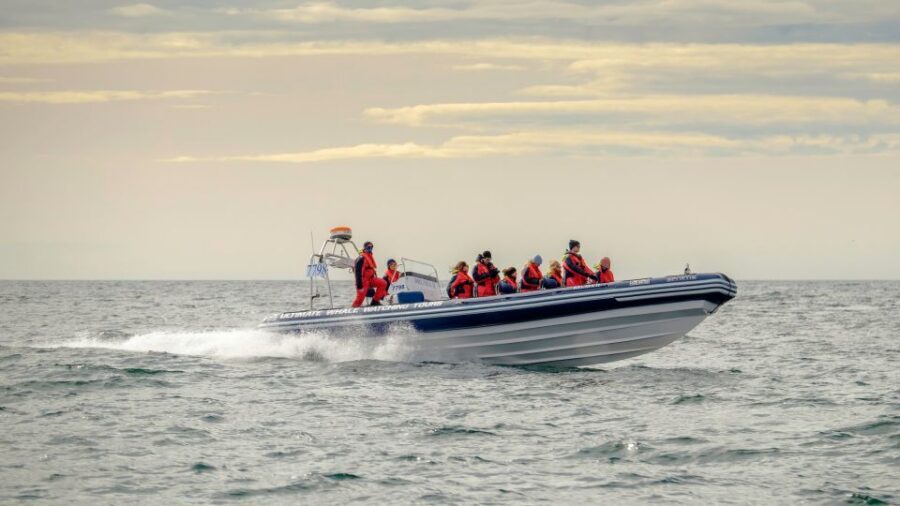 Reykjavik: Premium Whale and Puffin Watching Evening Tour