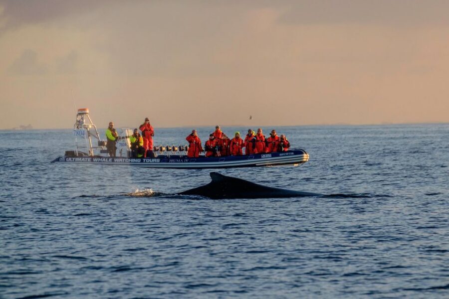 Reykjavik: Premium Whale Watching with Flexible Ticket - Key things I’d watch for before you book