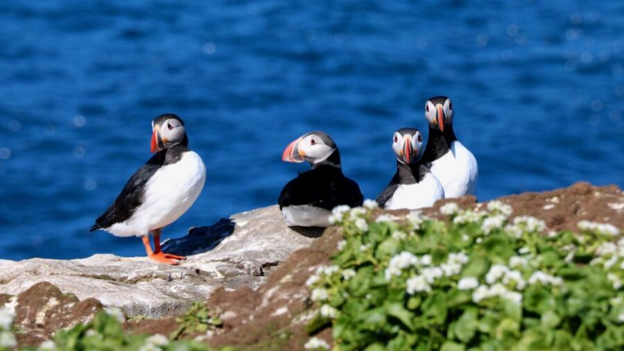 Reykjavik: Premium Whale Watching with Flexible Ticket - Premium RIB Speedboat: What the 2-Hour Cruise Feels Like