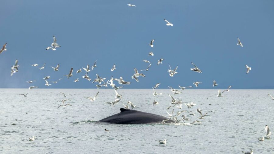 Reykjavik: Premium Whale Watching with Flexible Ticket - Comfort and Safety: Warm Overalls, Suspension Seats, and Who Should Skip