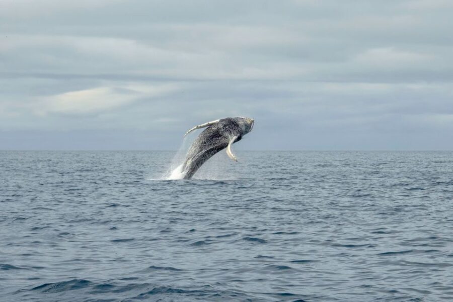 Reykjavik: Premium Whale Watching with Flexible Ticket - Price and Value at $202: What You’re Really Paying For