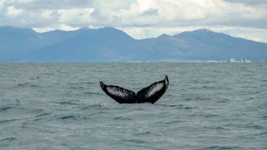 Reykjavik: Premium Whale Watching with Flexible Ticket - What to Bring (and What Not to Bring) for a Smooth Ride