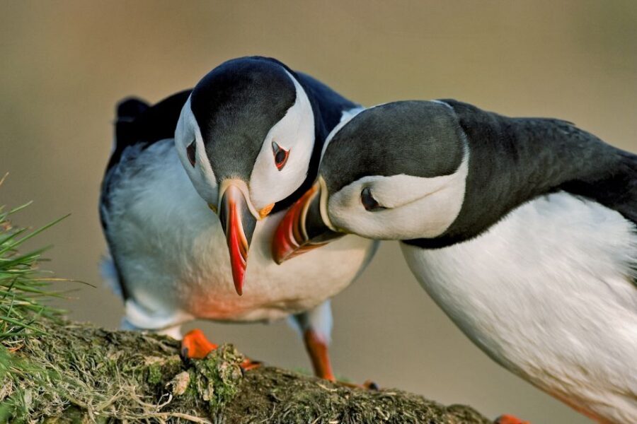 Reykjavik: Puffin Watching Boat Tour - Quick hits (what makes this tour worth your time)