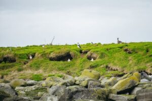 Reykjavik: Puffin Watching Boat Tour - Old Skuli in Reykjavik’s Old Harbour: what the ride feels like