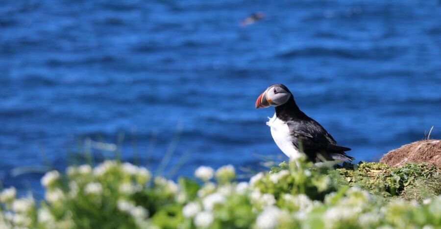 Reykjavik: Puffin Watching Tour - Key things you’ll like about this puffin RIB tour