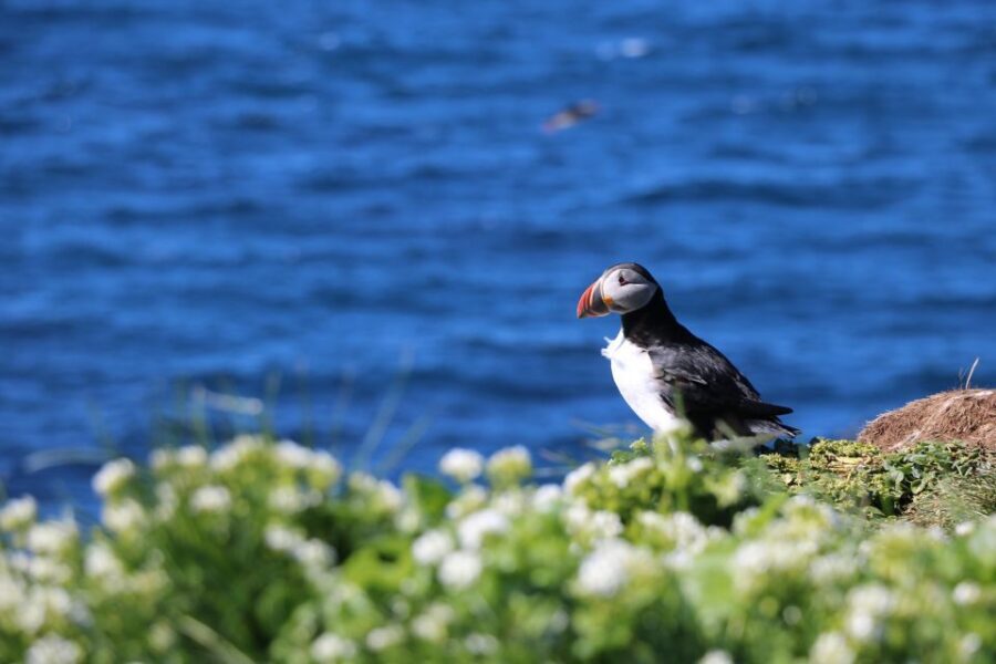 Reykjavik: Puffin Watching Tour - Why a RIB in Faxaflói Bay changes the puffin game