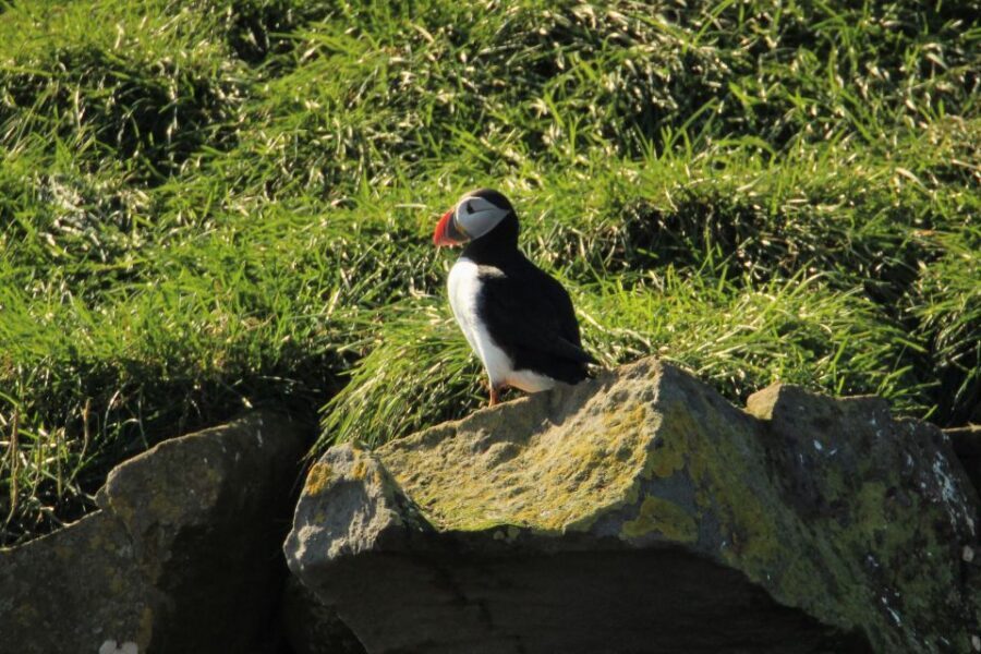 Reykjavik: Puffin Watching Tour - The 1-hour cruise: how the puffin viewing typically unfolds
