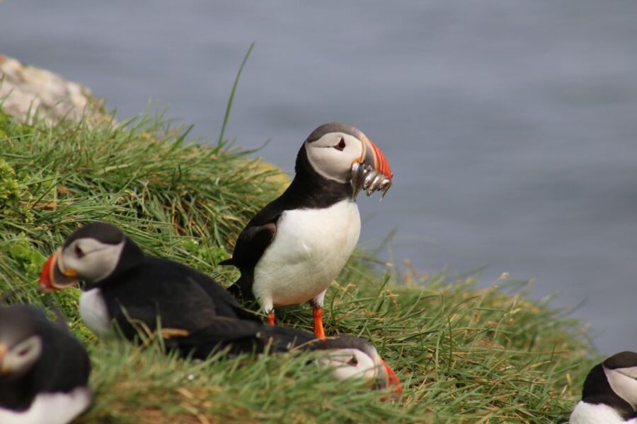 Reykjavik: Puffin Watching Tour - Species spotting beyond puffins: gannets, auks, terns, and more