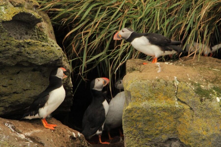 Reykjavik: Puffin Watching Tour - Captain + guide teamwork: why it feels so well-run