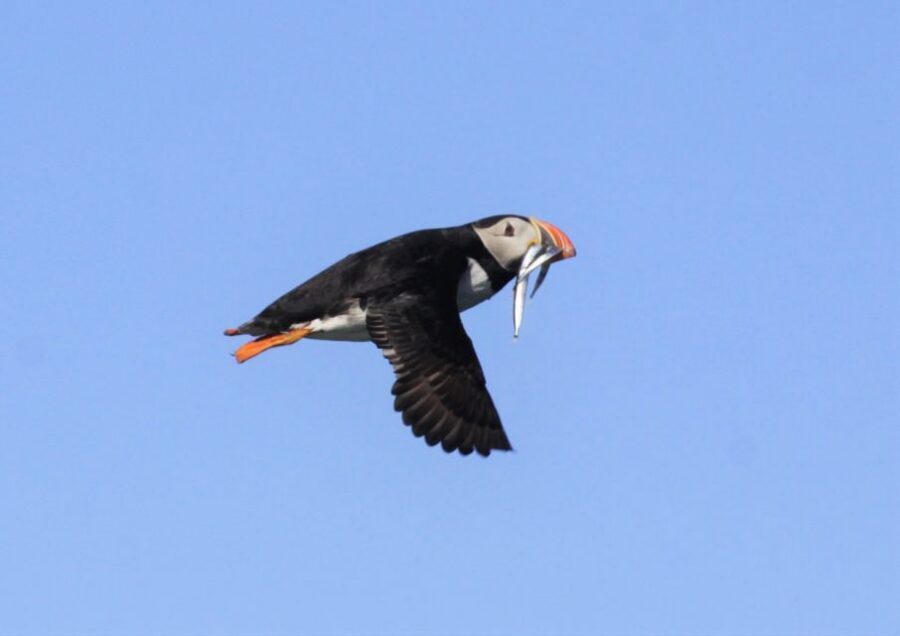 Reykjavik: Puffin Watching Tour - What to wear and bring for a comfy RIB day