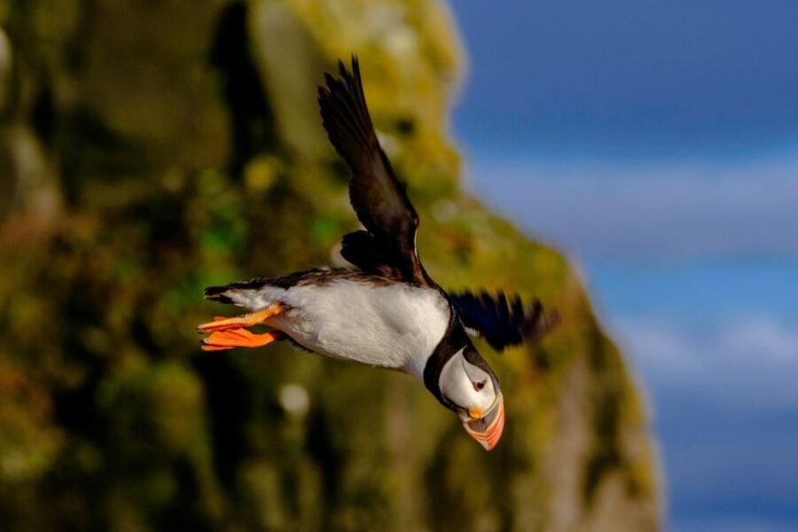 Reykjavik: Puffin Watching Tour - Photos you can actually use (and a backup plan)