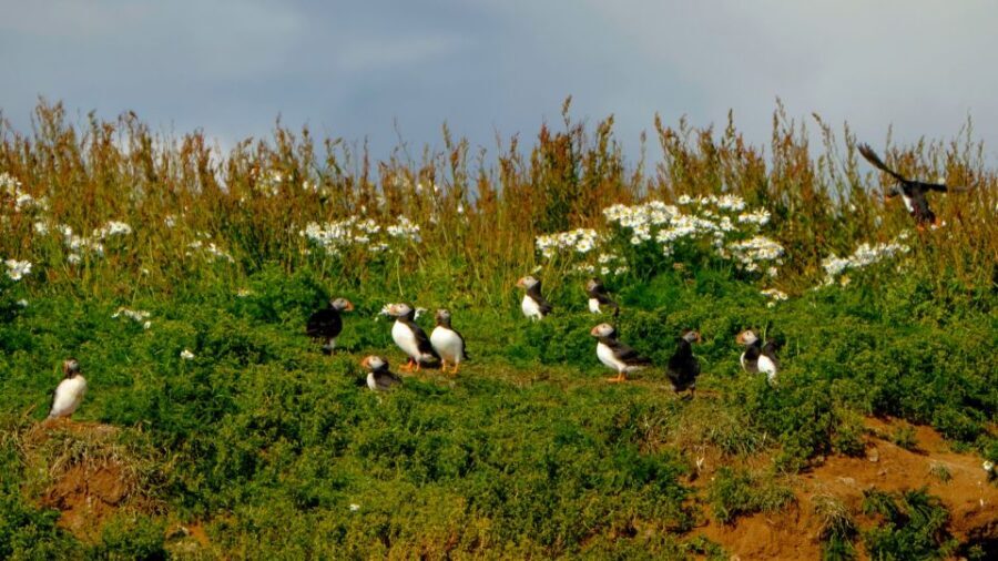 Reykjavik: Puffin Watching Tour - Price and value: what $101 buys in Reykjavik