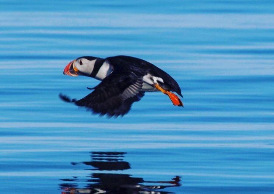 Reykjavik: Puffin Watching Tour by RIB Speedboat - From Old Harbour to Puffin Island: How the 1-Hour Plan Works