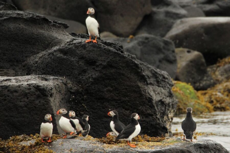 Reykjavik: Puffin Watching Tour - Old Harbour meet-up: Whale Safari office, suits, and fast onboarding