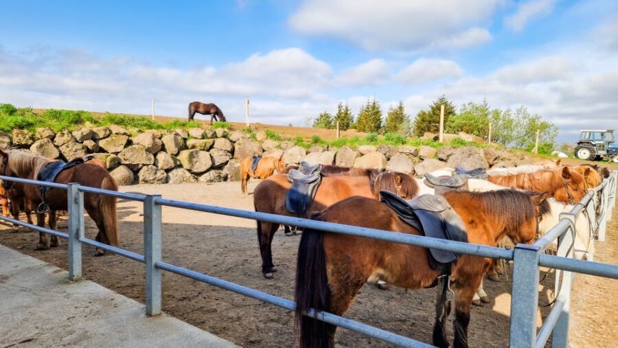 Reykjavik: Red Lava Horse Riding Tour - The Moments That Make the Tour Worth the Money