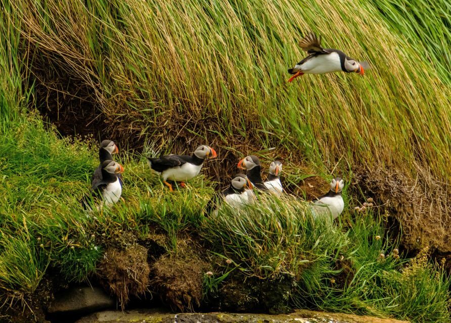 Reykjavík: RIB Speed-Boat Puffin Watching Tour - Key highlights at a glance