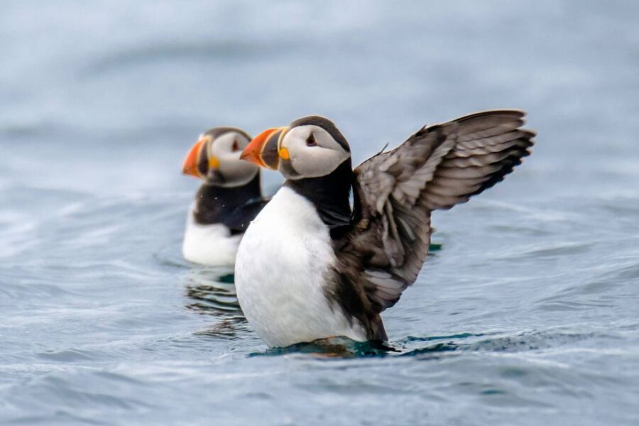Reykjavík: RIB Speed-Boat Puffin Watching Tour - Why this RIB puffin tour feels closer than big-boat trips