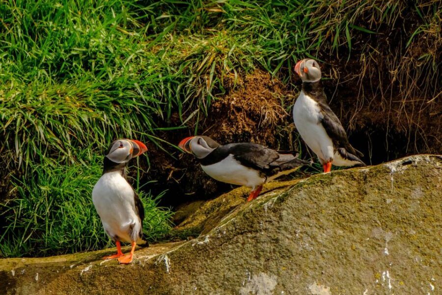 Reykjavík: RIB Speed-Boat Puffin Watching Tour - Who this puffin speed-boat tour suits best