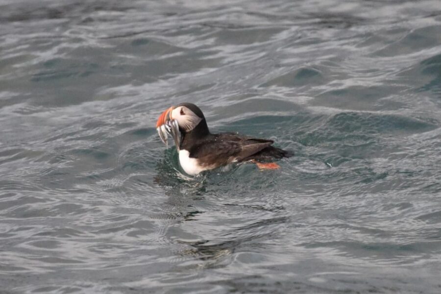 Reykjavík: RIB Speed-Boat Puffin Watching Tour - Gear check: staying warm, dry, and photo-ready