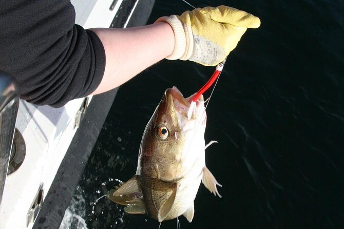 Reykjavik Sea Angling Gourmet - Sea angling in Reykjavik that turns into dinner