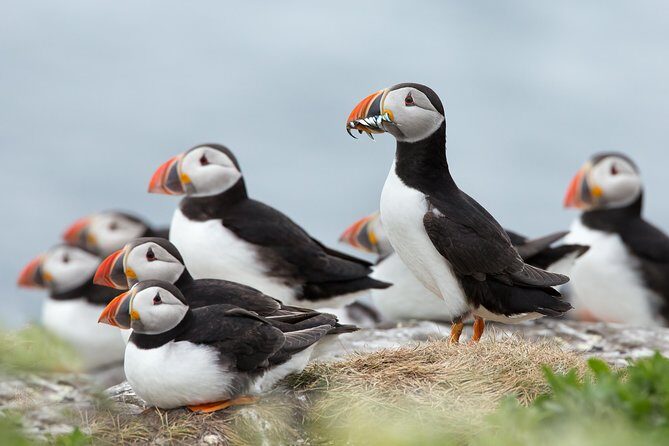 Reykjavik Shore Excursion: Puffin Sightseeing Cruise - Key highlights worth your time