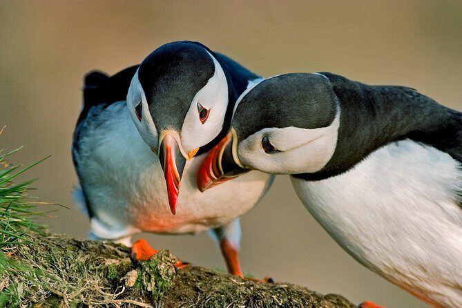 Reykjavik Shore Excursion: Puffin Sightseeing Cruise - Getting to Akurey Island from Skarfabakki Harbour: the fast start you’ll appreciate