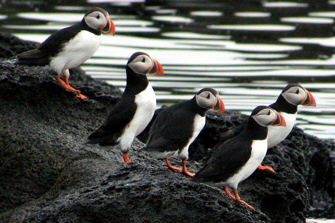 Reykjavik Shore Excursion: Puffin Sightseeing Cruise - The wildlife talk: flora and fauna you can actually use
